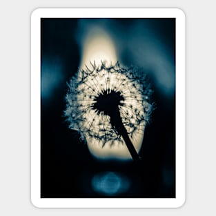 Dandelion Sticker